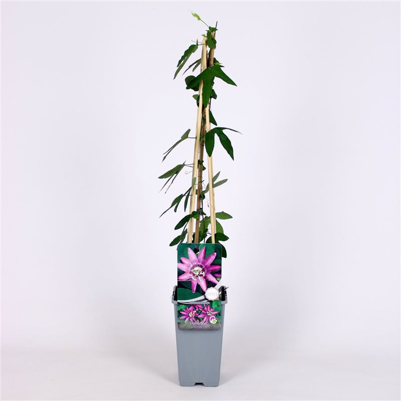 Passiflora caer. 'Lavender Lady' - C2 70/+ CM